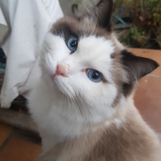 Image pour l'annonce Saillie Superbe Ragdoll mâle LOOF