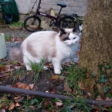 Image pour l'annonce Saillie Superbe Ragdoll mâle LOOF