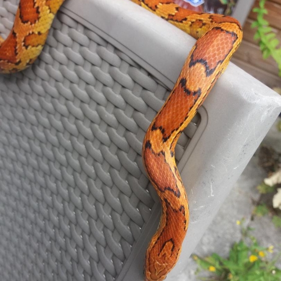 Image pour l'annonce Serpents des blés type Okeetee & Abbott