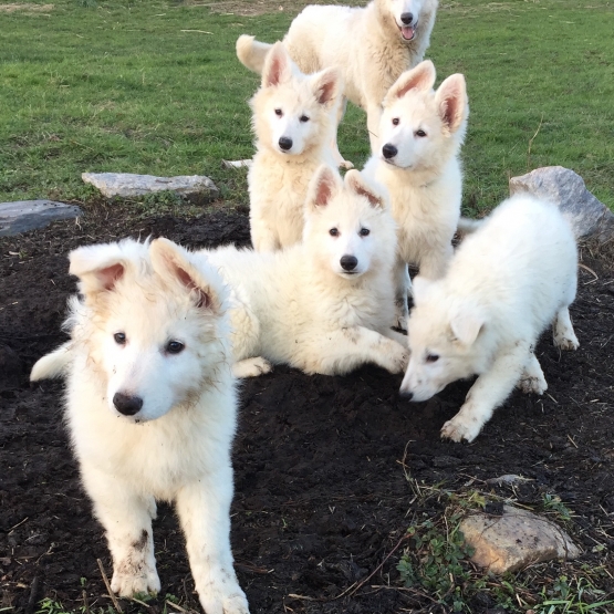 Image pour l'annonce Chiot Berger Blanc Suisse LOF