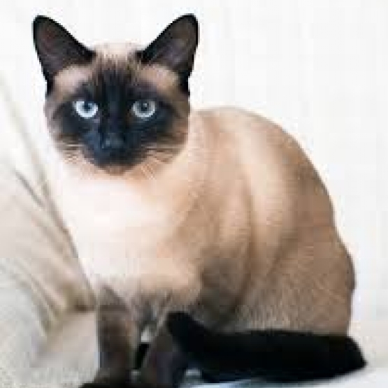 Image pour l'annonce siamois ou sacre de birmanie pour saillie
