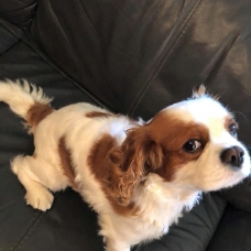Image pour l'annonce Propose Cavalier King Charles mâle pour saillie