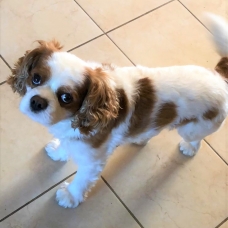 Image pour l'annonce Propose Cavalier King Charles mâle pour saillie
