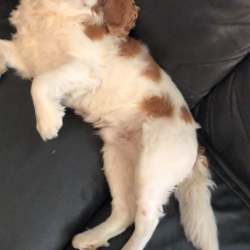 Image pour l'annonce Propose Cavalier King Charles mâle pour saillie