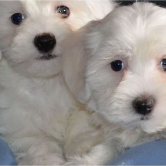 Image pour l'annonce Adorable Chiot Bichon Maltais A Donner
