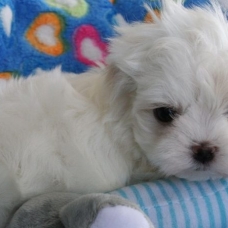 Image pour l'annonce Adorable Chiot Bichon Maltais A Donner