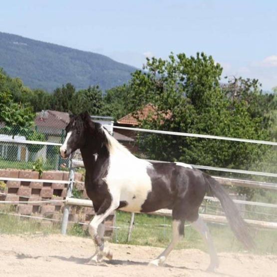 Image pour l'annonce Vend Cheval pie noire