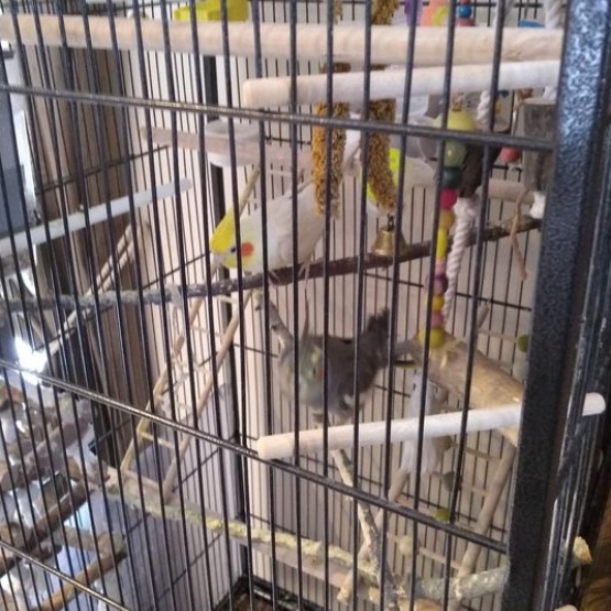 Image pour l'annonce Couple de perruches calopsittes avec leur cage et accessoires