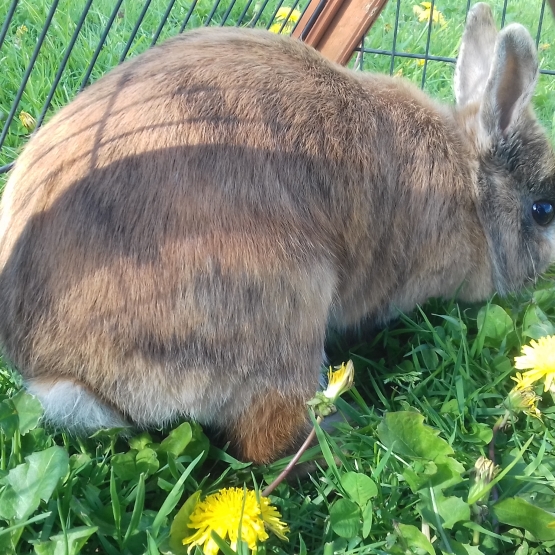 Image pour l'annonce Lapine naine