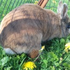 Image pour l'annonce Lapine naine