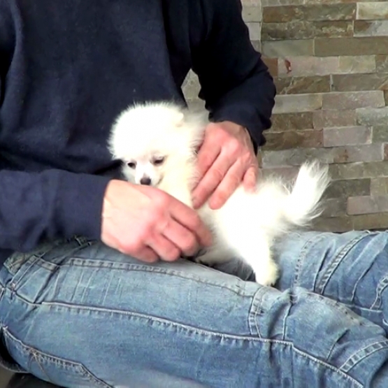 Image pour l'annonce chiot Spitz allemand nain encore disponible