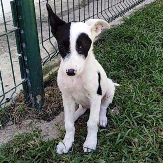 Image pour l'annonce Rose, chiot femelle croisée créole à adopter