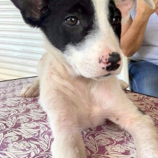 Image pour l'annonce Rose, chiot femelle croisée créole à adopter