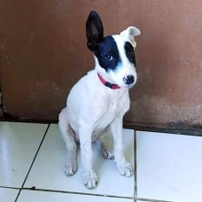 Image pour l'annonce Rose, chiot femelle croisée créole à adopter