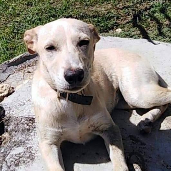 Image pour l'annonce Ella, chiot femelle croisée créole à adopter