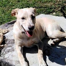 Image pour l'annonce Ella, chiot femelle croisée créole à adopter