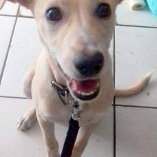 Image pour l'annonce Ella, chiot femelle croisée créole à adopter