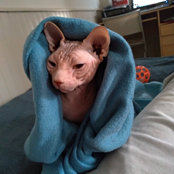Image pour l'annonce Sphynx LOOF pour Saillie