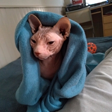 Image pour l'annonce Sphynx LOOF pour Saillie