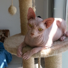 Image pour l'annonce Sphynx LOOF pour Saillie