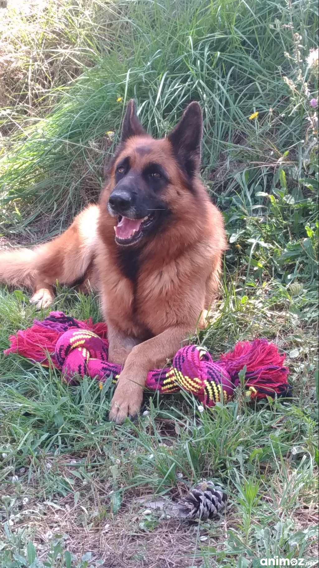 Chiots berger allemand croisés Var (83) GRATUIT sur