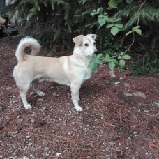 Image pour l'annonce Recherche famille d'accueil pour chien