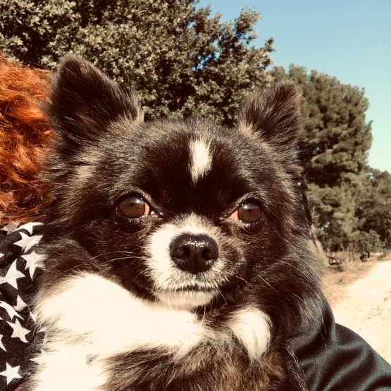 Image pour l'annonce Cherche femelle chihuahua poils longs pour saillie