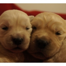 Image pour l'annonce Chiots Golden Retriever à réserver