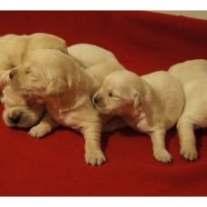 Image pour l'annonce Chiots Golden Retriever à réserver