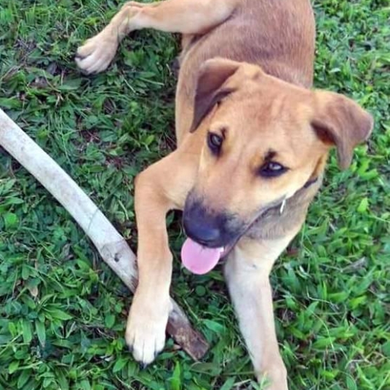 Image pour l'annonce Aston, chiot mâle croisé à adopter