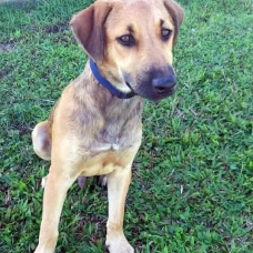 Image pour l'annonce Aston, chiot mâle croisé à adopter