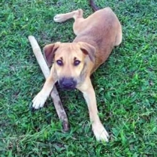 Image pour l'annonce Aston, chiot mâle croisé à adopter