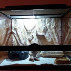 Image pour l'annonce vends deux femelles geckos léopard plus terrarium équipé
