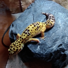 Image pour l'annonce vends deux femelles geckos léopard plus terrarium équipé