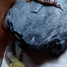 Image pour l'annonce vends deux femelles geckos léopard plus terrarium équipé