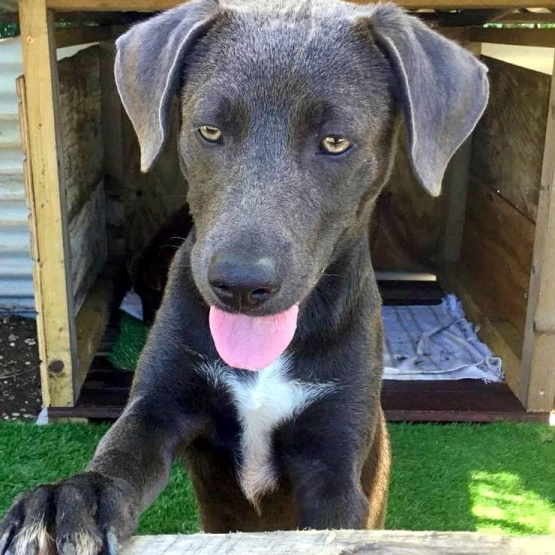 Image pour l'annonce Aïka, chiot femelle croisée Créole à adopter
