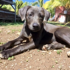 Image pour l'annonce Aïka, chiot femelle croisée Créole à adopter