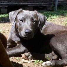 Image pour l'annonce Aïka, chiot femelle croisée Créole à adopter