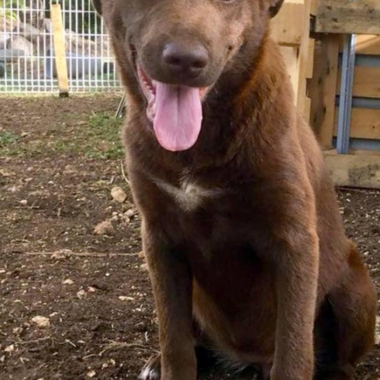 Image pour l'annonce Inari, chiot femelle croisée Créole à adopter
