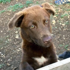 Image pour l'annonce Inari, chiot femelle croisée Créole à adopter