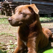 Image pour l'annonce Inari, chiot femelle croisée Créole à adopter