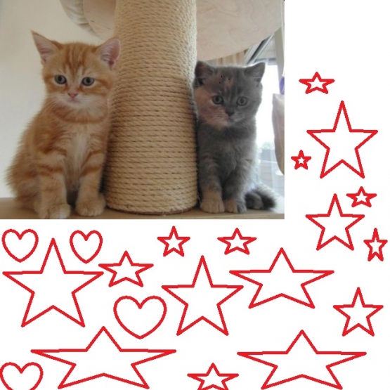 Image pour l'annonce Chatons british non lof