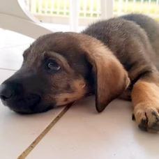 Image pour l'annonce Potter, chiot mâle croisé créole à adopter
