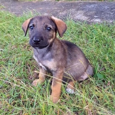 Image pour l'annonce Potter, chiot mâle croisé créole à adopter