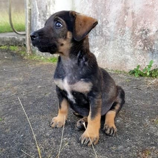 Image pour l'annonce Pépita, chiot femelle croisée Créole à adopter