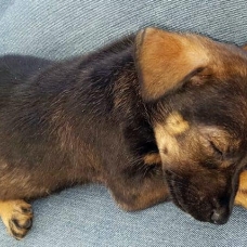 Image pour l'annonce Pépita, chiot femelle croisée Créole à adopter