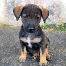 Image pour l'annonce Pépita, chiot femelle croisée Créole à adopter