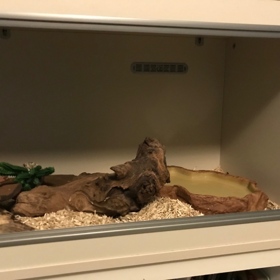 Image pour l'annonce vend deux serpents elaphe orange et vivarium complet