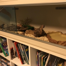 Image pour l'annonce vend deux serpents elaphe orange et vivarium complet