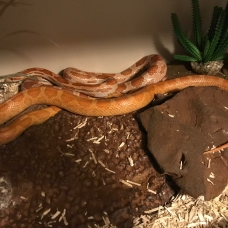 Image pour l'annonce vend deux serpents elaphe orange et vivarium complet